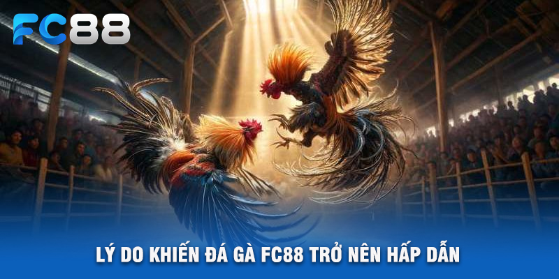 Lý Do Khiến Đá Gà FC88 Trở Nên Hấp Dẫn