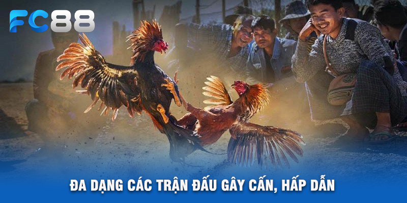 Đa Dạng Các Trận Đấu Gây Cấn, Hấp Dẫn
